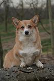CORGI PEMBROKE 1484